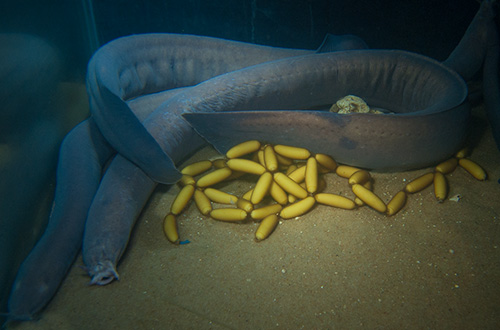 Peixes-bruxa têm postura recorde de 38 ovos no aquário da Praia do Forte